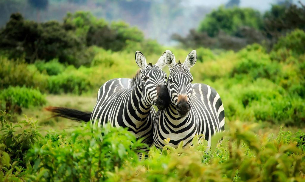 Pareja de cebras en la Sabana de África muy verde 1440px